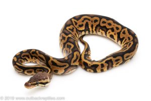 Pastel Leopard ball python for sale