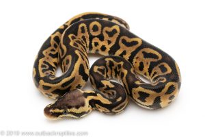 Pastel Leopard ball python for sale