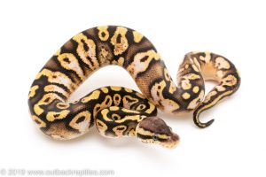 Pastel Sugar ball python for sale