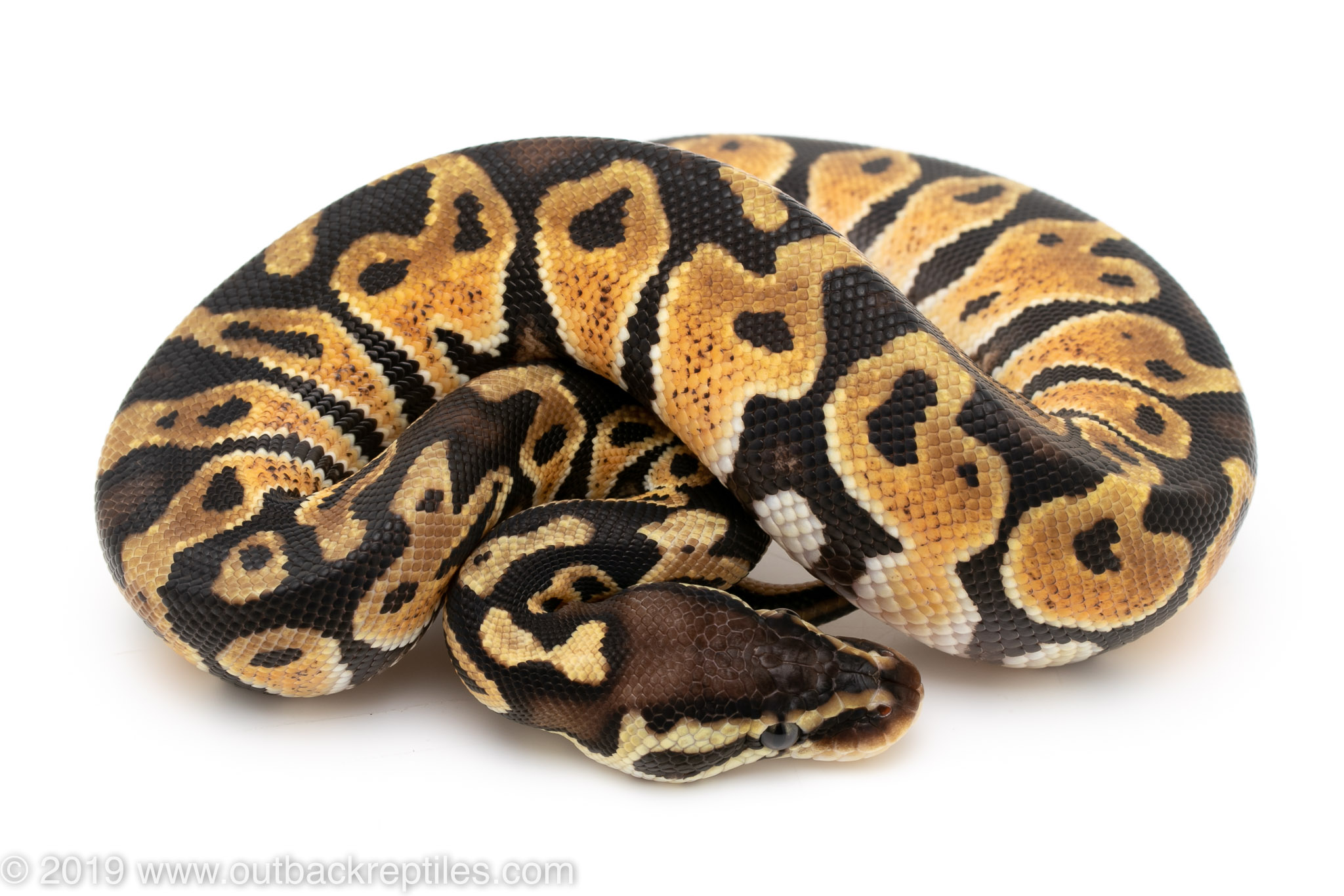 Pastel het Lavender male Outback Reptiles