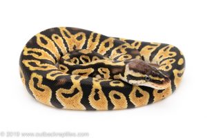 Pastel het Clown ball python for sale