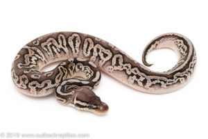 Pewter ball python for sale