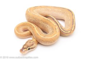 Puma ball python for sale