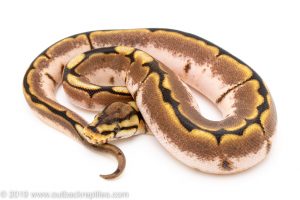 sugar spider ball python for sale