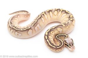 Super Pastel Butter Sugar ball python for sale