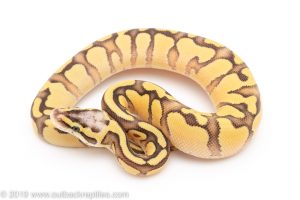 Super Pastel Enchi Yellowbelly ball python for sale