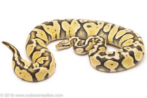 Ghost Super Pastel ball python for sale
