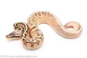 Super Pastel Sugar fader ball python for sale