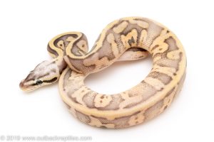Super Pastel leopard SUgar fader ball python for sale