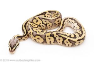Super Pastel leopard Sugar ball python for sale