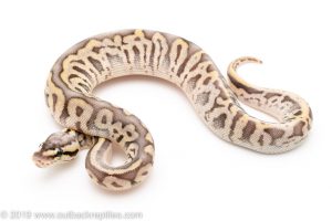 Super Pastel leopard SUgar fader ball python for sale