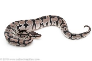 Axanthic ball python for sale