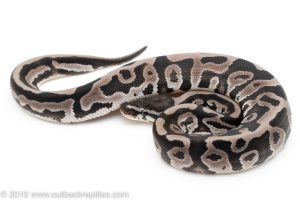 Axanthic Leopard ball python for sale