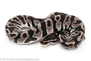 Axanthic leopard ball python for sale