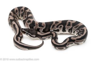 Axanthic Leopard ball python for sale