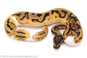 Pumpkin Pied ball python for sale