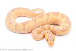 Banana Enchi Clown ball python for sale