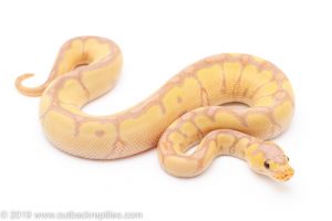 Banana Enchi Clown ball python for sale