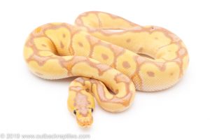 Banana Enchi Clown ball python for sale