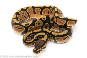 Het Pied ball python for sale