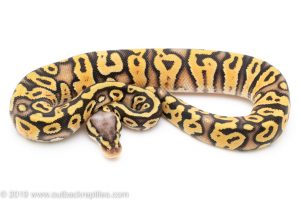 Pastel Yellowbelly ball python for sale