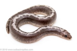Anery Striped Kenyan Sand Boa