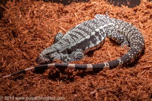 Blue Tegu