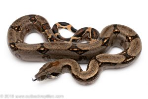 Costa Rican Redtail Boa constrictor for sale