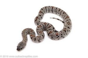 Gray Banded Kingsnake for sale