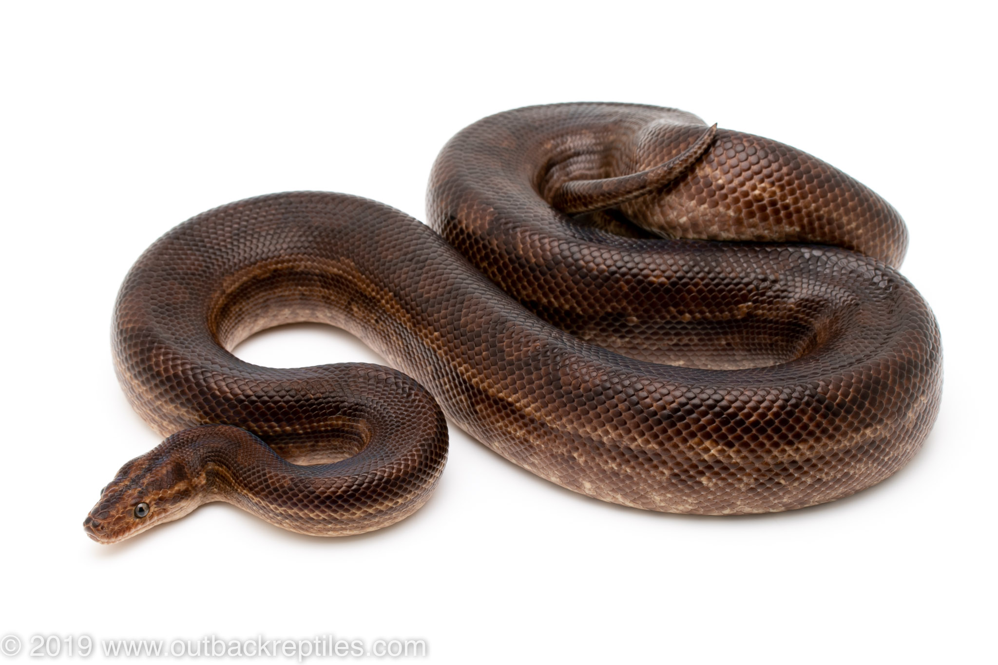 Guyana Rainbow Boa | Outback Reptiles