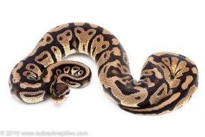 Pastel Ball python for sale