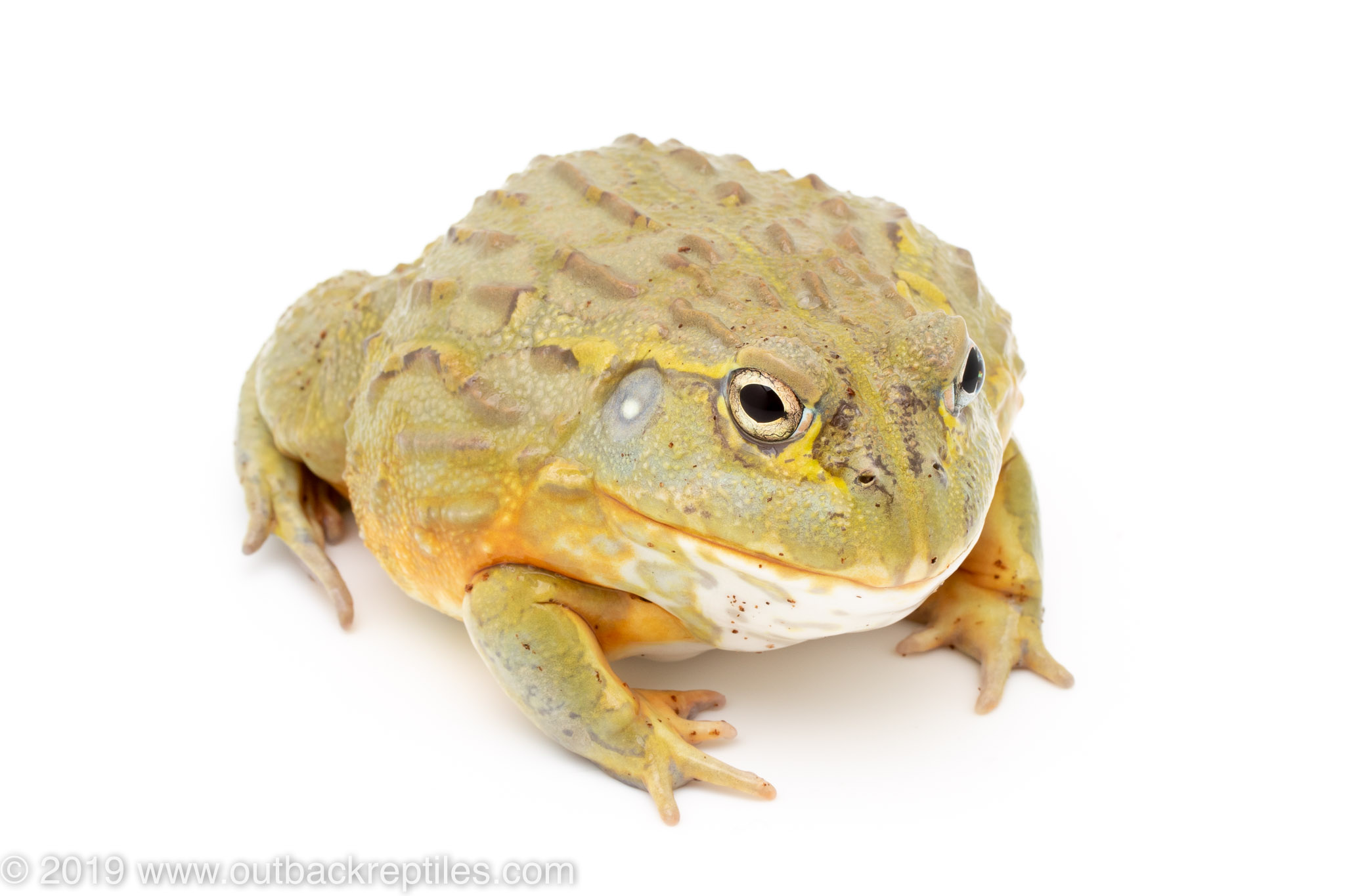 Pixie Frog Outback Reptiles