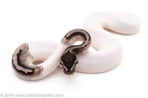 Lightning Pied VPI AXANTHIC ball python for sale