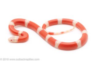 Albino nelson's milksnake