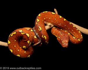 Biak green tree python for sale