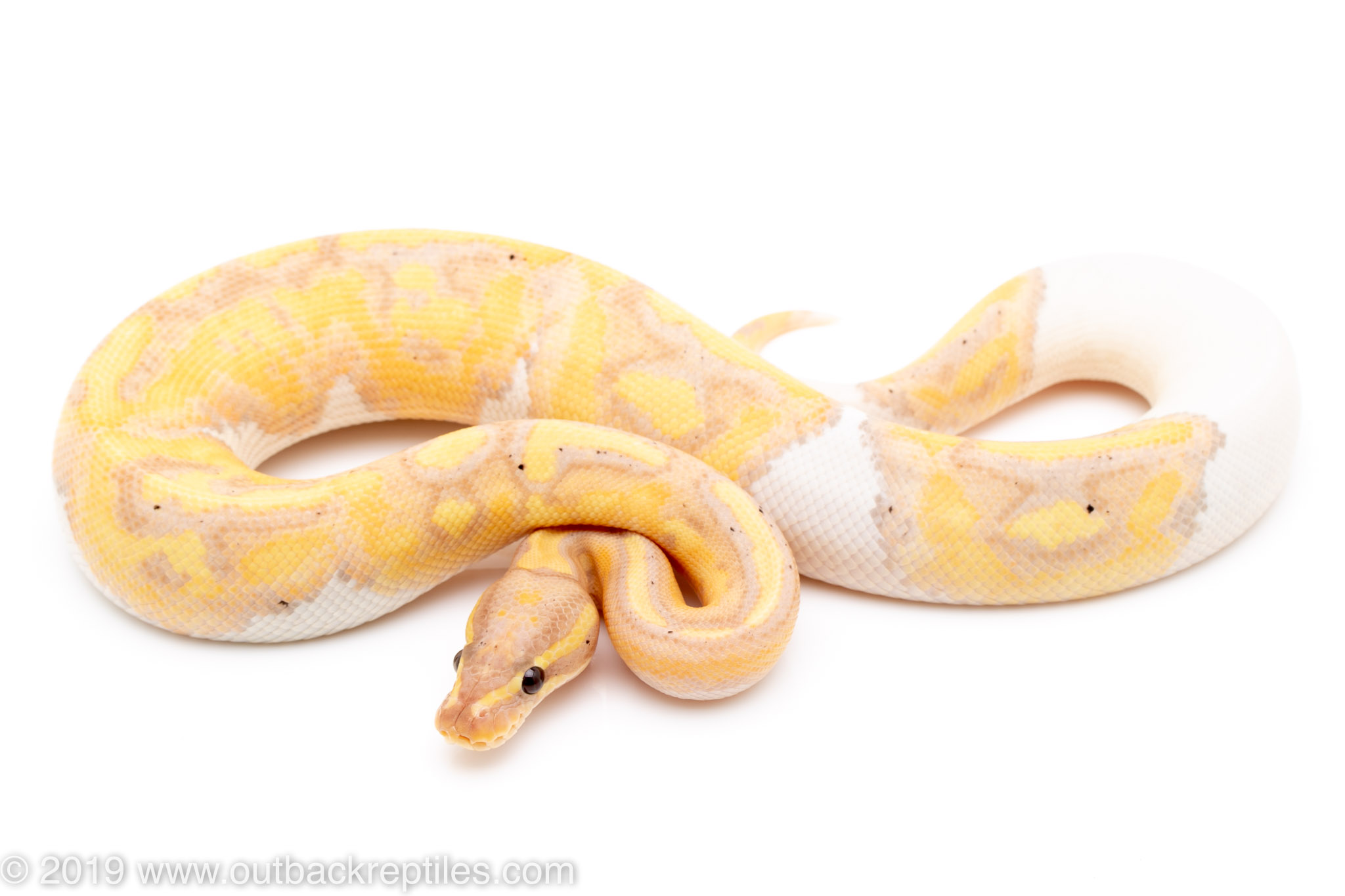 https://www.outbackreptiles.com/wp-content/uploads/2019/11/Banana-Pied-5.jpg