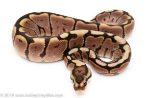 Black Pastel Spider ball python for sale