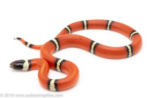 Cosala Sinaloan Milksnake