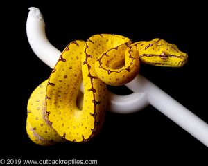 Cyclops green tree python for sale