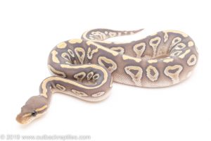 Ghost mojave ball python for sale