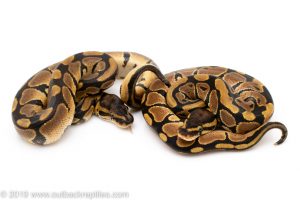 Het lavender ball python for sale