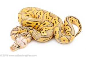 Killer Clown ball python for sale
