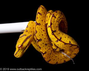 Lereh green tree python for sale