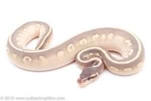 Mystic Potion ball python for sale
