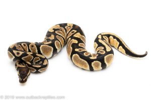 orange dream ball python for sale