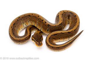 Pinstripe ball python for sale