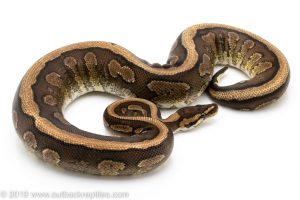 Red Devil ball python for sale