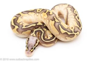 Super Pastel Butter ball python for sale
