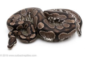 VPI Axanthic Calico ball python for sale