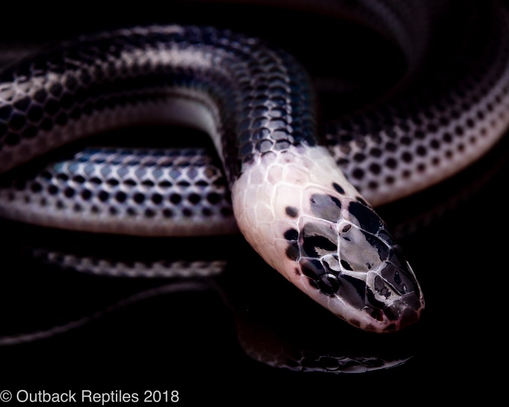 Sunbeam Snake Care Guide Outback Reptiles